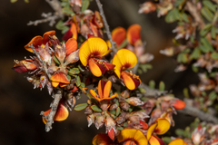 Pultenaea largiflorens