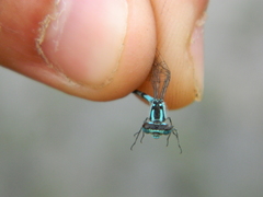 Coenagrion interrogatum