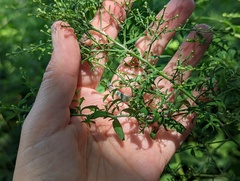 Symphyotrichum cordifolium