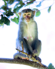 Macaca mulatta