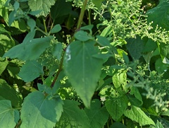 Symphyotrichum cordifolium