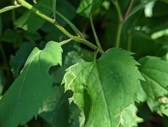 Liriomyza eupatoriella