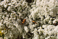 Chauliognathus fasciatus