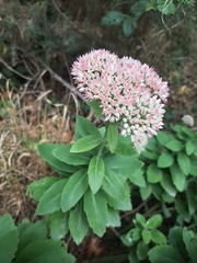 Hylotelephium maximum × spectabile