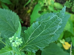 Liriomyza eupatoriella