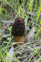 Morchella australiana