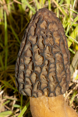Morchella australiana