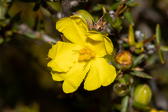 Hibbertia exutiacies