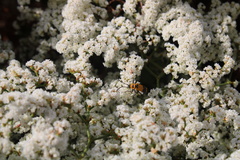 Chauliognathus fasciatus
