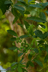 Cyphostemma