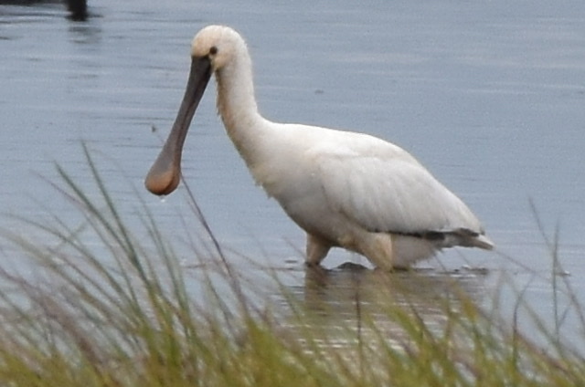 Eurasian Spoonbill