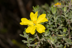 Hibbertia crinita
