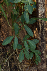 Cyphostemma