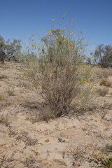 Crotalaria eremaea