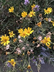 Heterotheca