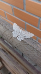 Cyclophora pendulinaria