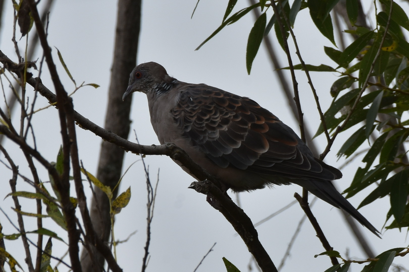 Oriental Turtle Dove