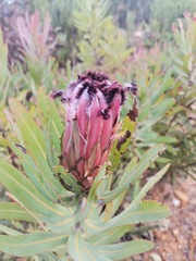 Protea neriifolia