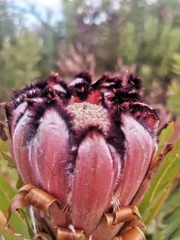 Protea neriifolia