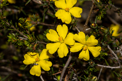 Hibbertia exutiacies
