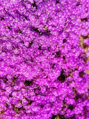 Drosanthemum hispidum