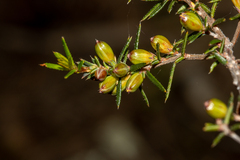 Hibbertia exutiacies