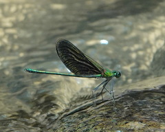 Neurobasis chinensis