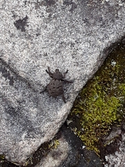 Curculionoidea