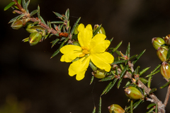 Hibbertia exutiacies