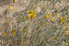 Crotalaria eremaea