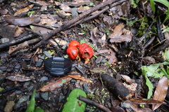 Leratiomyces erythrocephalus