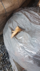 Pachylioides resumens