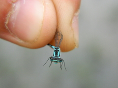Coenagrion interrogatum