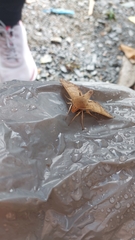 Pachylioides resumens