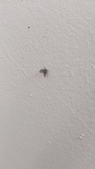 Clogmia albipunctata