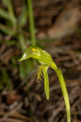 Pterostylis plumosa