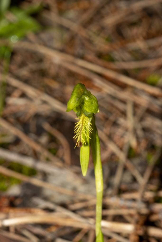 Pterostylis foliacea