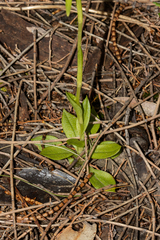 Pterostylis plumosa