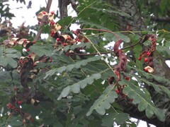Adenanthera pavonina