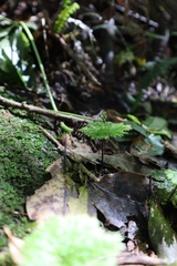 Dendrohypopterygium filiculiforme