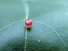 Zopheroteras sphaerula