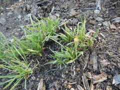 Raillardella scaposa