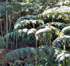 Pteridium