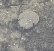 Carcinoscorpius rotundicauda