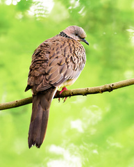 Streptopelia chinensis