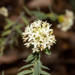 Pimelea stricta