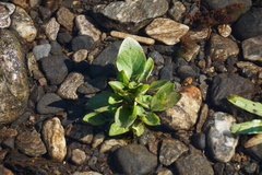 Veronica anagallis-aquatica
