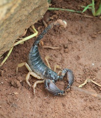 Scorpionoidea
