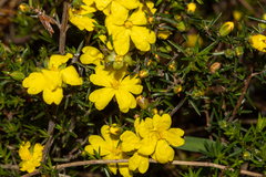 Hibbertia exutiacies
