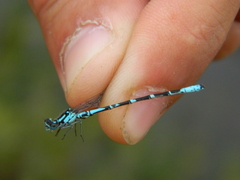 Coenagrion interrogatum